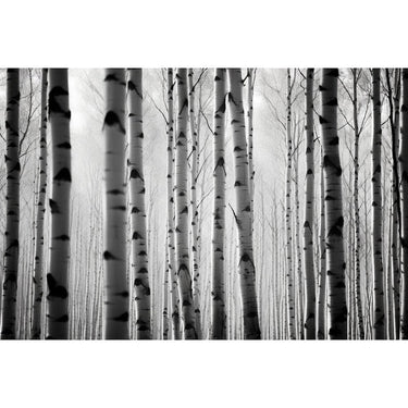 White Birch Painting Art